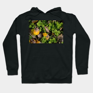 Poplar leaves on the Snayle Hoodie